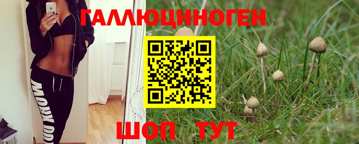 Псилоцибиновые грибы Psilocybine cubensis Южноуральск